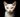 A Khao Manee cat looking amazing with black background