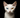A Khao Manee cat looking amazing with black background