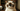 Grumpy Cat with Feline Fancy Logo