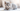 Brown British Shorthair Kitten with Feline Fancy Logo.