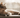 Singapura Cat with Feline Fancy Logo.