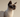 Tonkinese Cat with Feline Fancy Logo