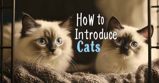 Realistic photo scene with text overlay "How to Introduce Cats" featuring two Ragdoll cats separated by a pet gate, each in their own cozy space.