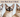 Split image of three low-shedding cat breeds (Devon Rex, Siamese, Bengal) with a modern header across the top saying "Cats That Don’t Shed"