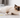 Ragdoll Cat looking cute with Feline Fancy logo.