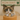 Silver paw-shaped rings on a wooden stand with a cat in the background and 'Feline Fancy' branding.