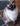 Ragdoll Cat Louis Theroux