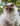 Ragdoll Cat Polly Pocket