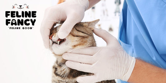 Cat showing his teeth looking cute with vet.