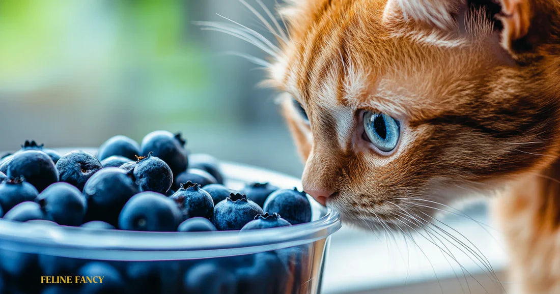 Can Cats Eat Blueberries? | Surprising Facts You Didn't Know – Feline Fancy