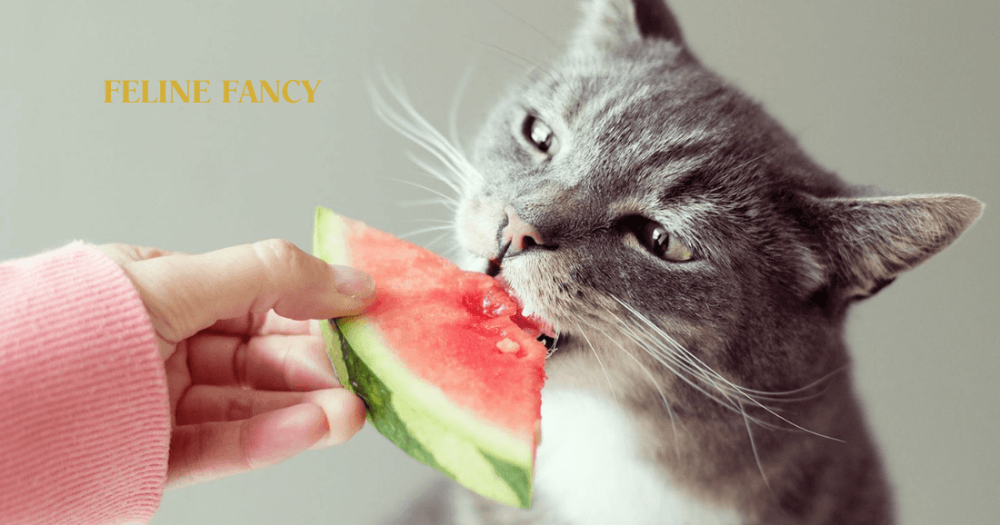 Cat eating watermelon with feline fancy logo.