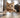 Energetic Cat Mid Sprint Indoors.