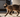 Burmese Cat for Blog Post Cover Image.