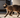 Burmese Cat for Blog Post Cover Image.