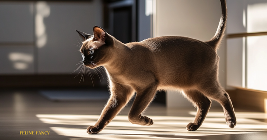 Burmese Cat for Blog Post Cover Image.