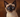 Balinese Cat with large ears looking very cute.