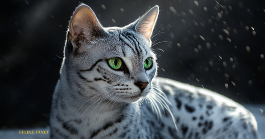 The Egyptian Mau laying on rocks, looking cute.