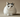 Japanese Bobtail Long Hair cat laying on ground with Ginger coat.