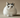 Japanese Bobtail Long Hair cat laying on ground with Ginger coat.