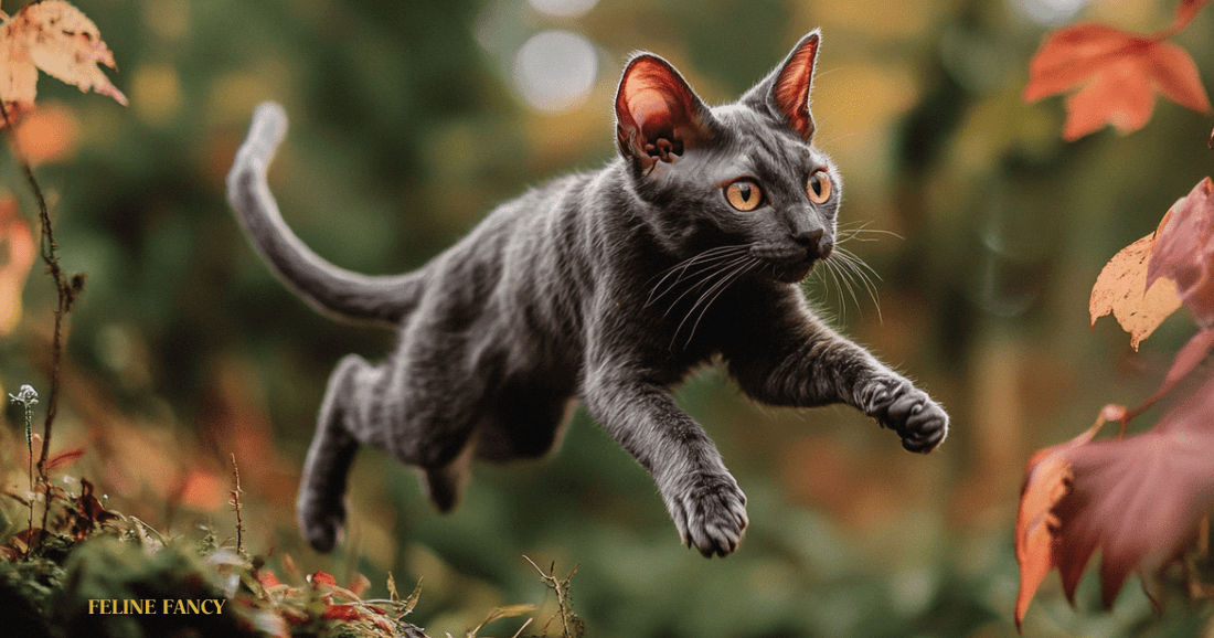 Lykoi Cat with Feline Fancy Logo