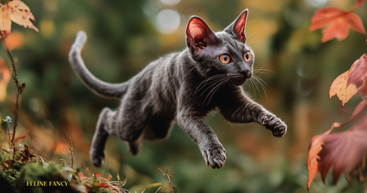 Lykoi Cat with Feline Fancy Logo