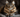 Maine Coon Long Haired Adult Male.