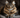 Maine Coon Long Haired Adult Male.