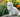 Munchkin Cat with Feline Fancy logo.