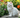 Munchkin Cat with Feline Fancy logo.