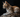 Savannah cat with Feline Fancy Logo.
