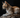 Savannah cat with Feline Fancy Logo.