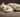 Scottish Fold with Feline Fancy Ltd.