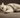 Scottish Fold with Feline Fancy Ltd.