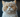 Selkirk Rex Cat with Feline Fancy Logo.