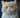 Selkirk Rex Cat with Feline Fancy Logo.