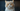Selkirk Rex Cat with Feline Fancy Logo.