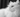 White Persian Cat with Feline Fancy Logo.