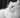 White Persian Cat with Feline Fancy Logo.