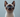 Siamese Cat with Feline Fancy Logo.