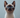 Siamese Cat with Feline Fancy Logo.
