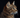 Pixiebob cat with feline fancy logo.