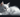 RagaMuffin Cat with Feline Fancy Logo.