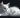 RagaMuffin Cat with Feline Fancy Logo.