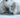 Ragdoll Cat with Feline Fancy logo.