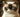 Grumpy Cat with Feline Fancy Logo