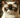 Grumpy Cat with Feline Fancy Logo