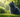 British Shorthair Cat looking at grass 