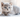 Brown British Shorthair Kitten with Feline Fancy Logo.