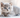 Brown British Shorthair Kitten with Feline Fancy Logo.