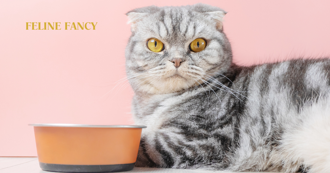 Domestic Cat Eating his Dinner.